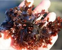 Irish moss