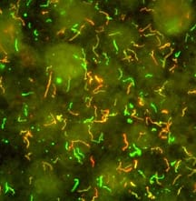 bacteria