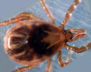insect