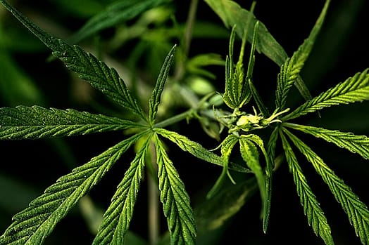 cannabis marijuana