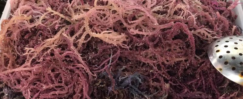 Irish moss