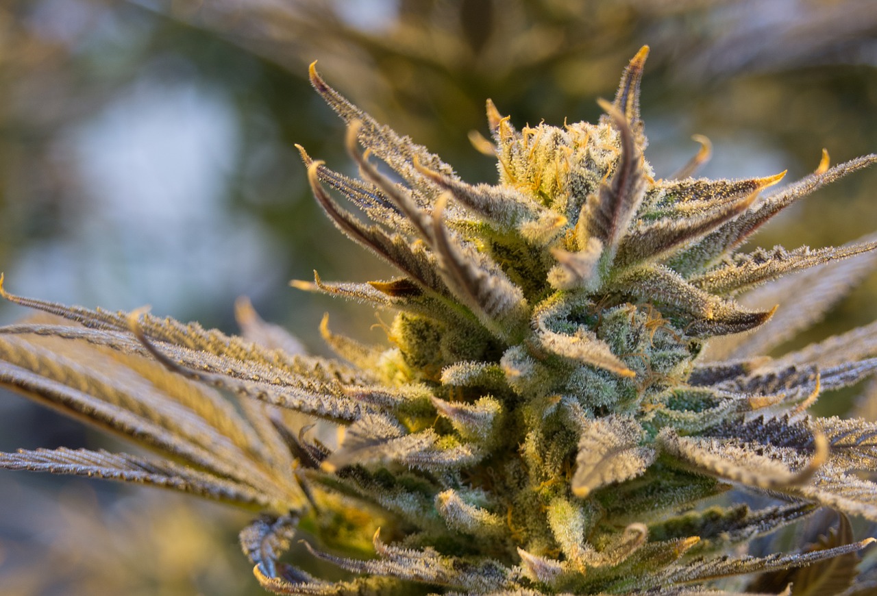 marijuana medical